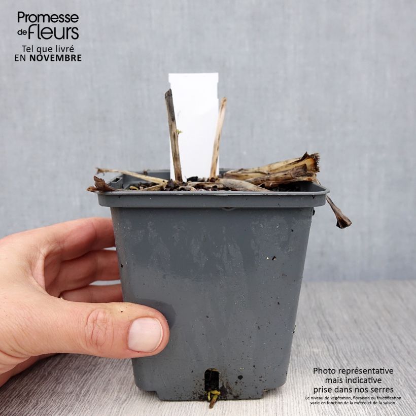 Amostra de Hosta Center Of Attention Vaso de 1 L/1,5 L tal como entregue no outono