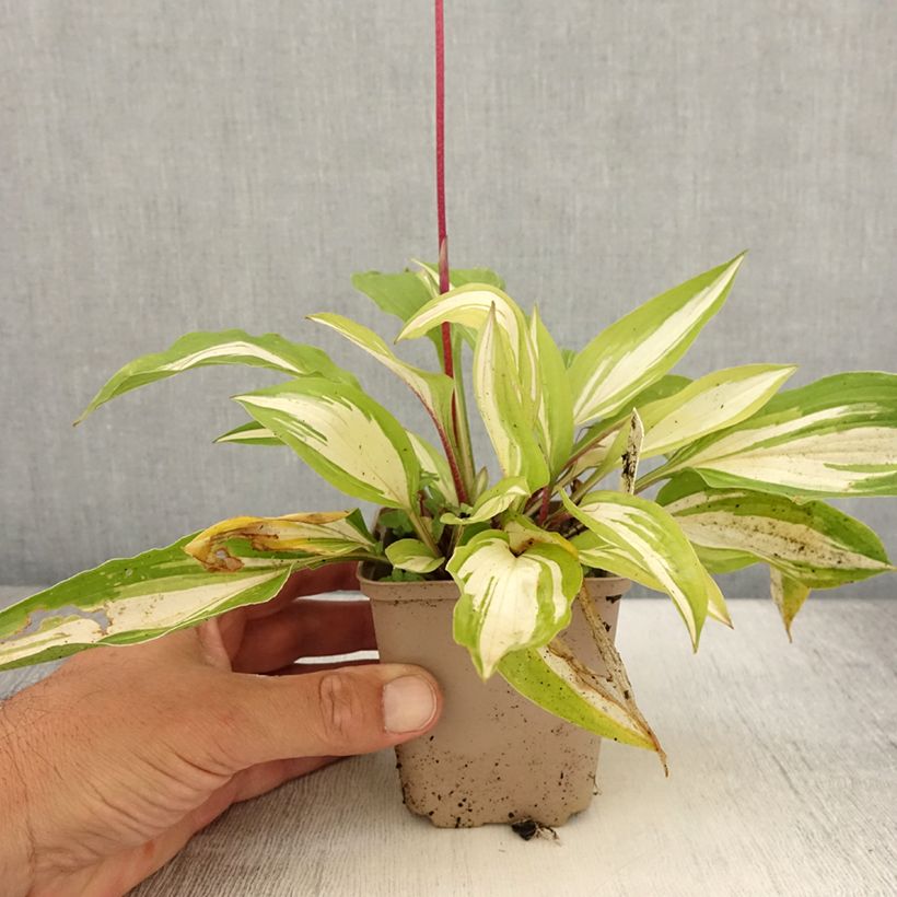 Amostra de Hosta Cherry Berry Vaso de 8/9 cm tal como entregue no verão