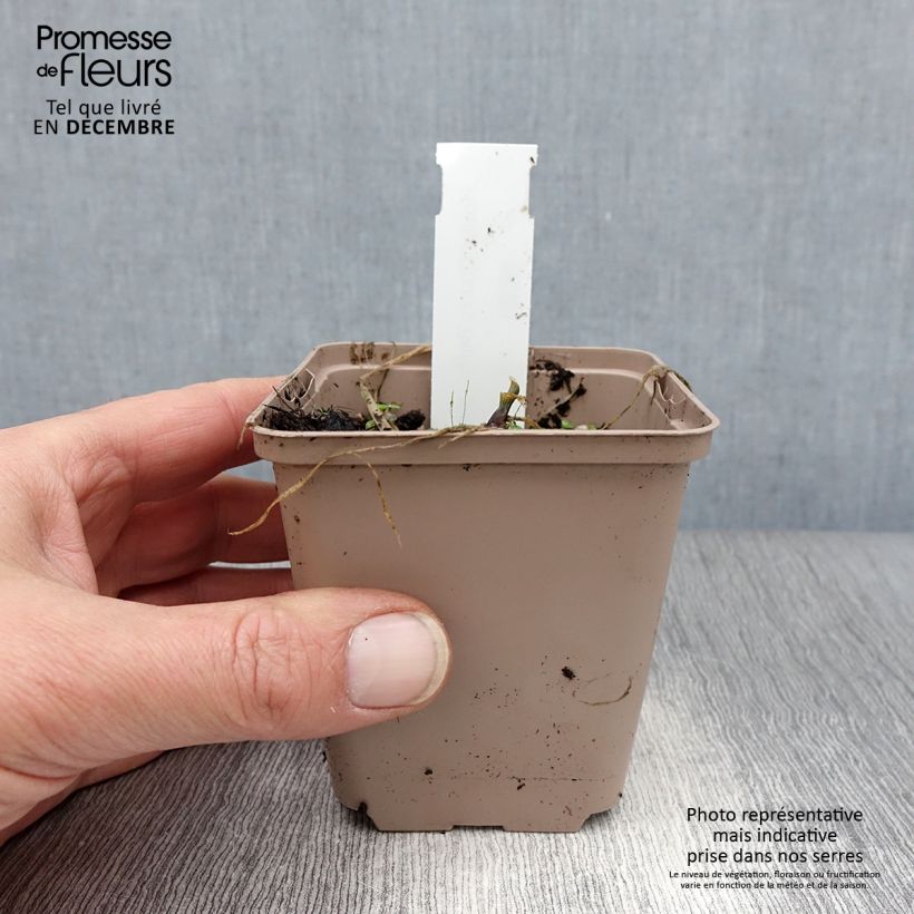 Amostra de Hosta Cherry Berry Vaso de 8/9 cm tal como entregue no inverno