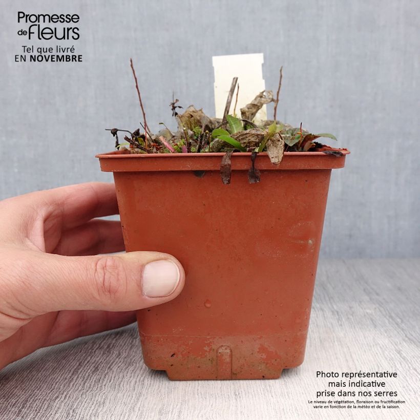 Amostra de Hosta Christmas Tree Vaso de 1 L/1,5 L tal como entregue no outono