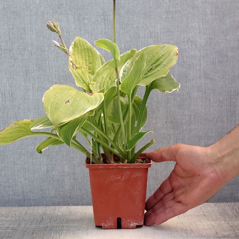 Amostra de Hosta Christmas Tree Vaso de 1 L/1,5 L tal como entregue no verão