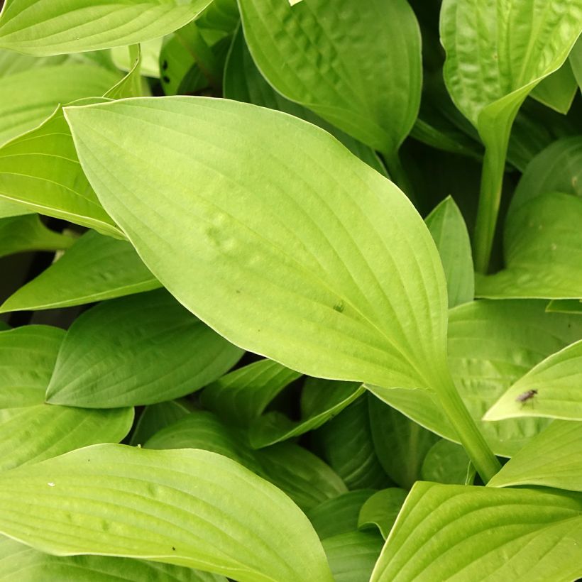 Hosta clausa var. normalis (Folhagem)