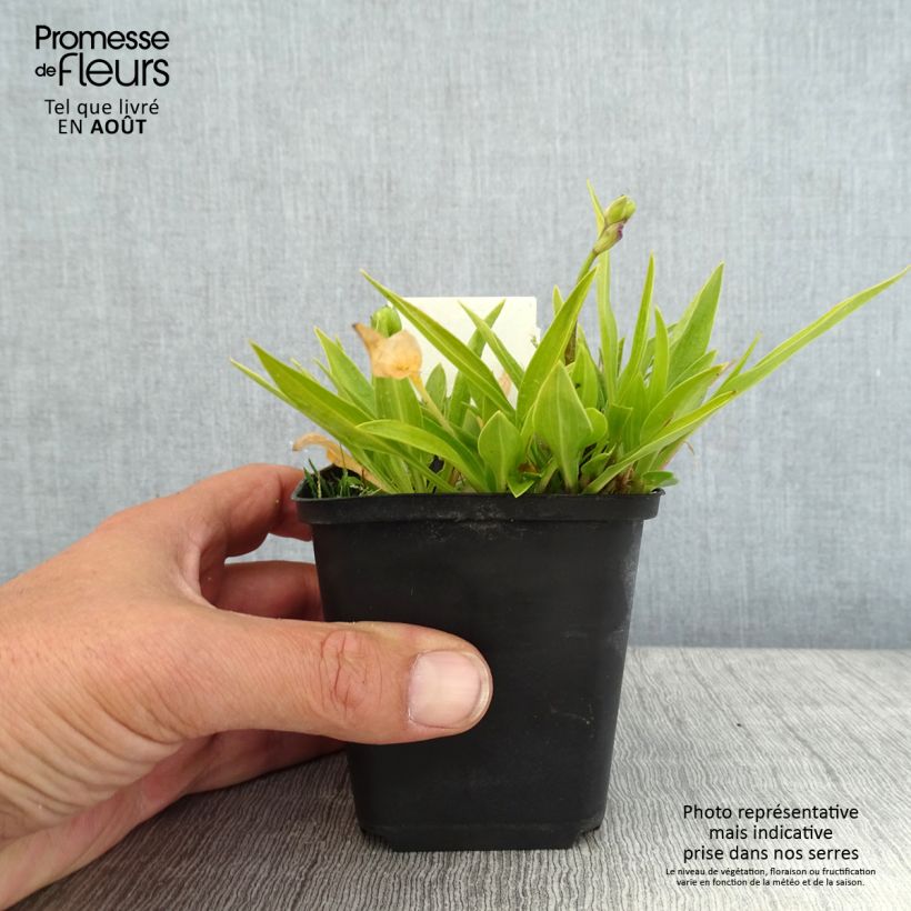 Amostra de Hosta clausa var. normalis Vaso de 8/9 cm tal como entregue no verão