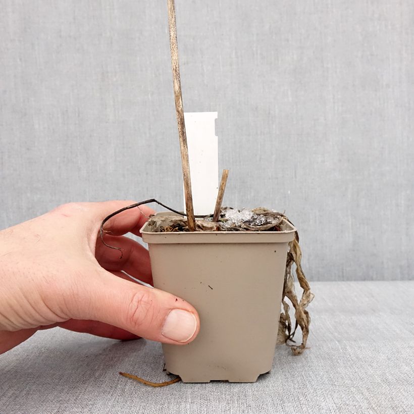 Amostra de Hosta clausa var. normalis   Godet de 8/9 cm tal como entregue no inverno