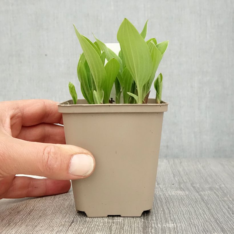 Amostra de Hosta clausa var. normalis Vaso de 8/9 cm tal como entregue na primavera