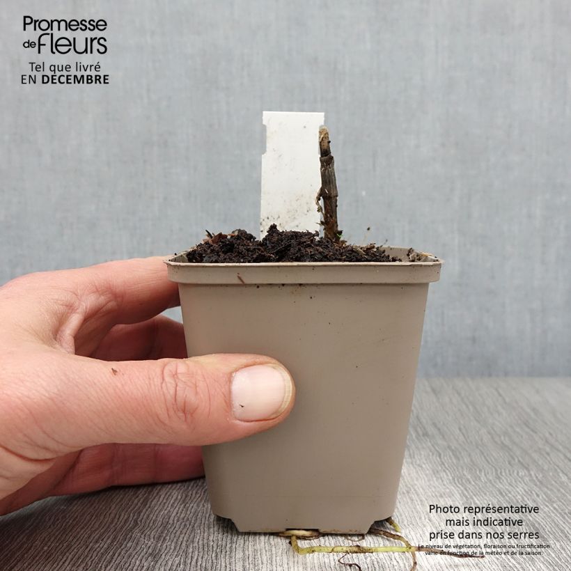 Amostra de Hosta Clifford's Forest Fire Vaso de 8/9 cm tal como entregue no outono