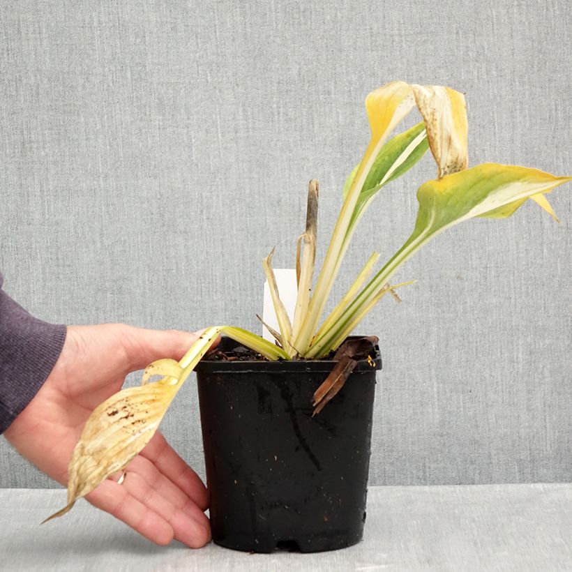 Amostra de Hosta Clifford's Stingray - Funkia Vaso de 1,5 L/2 L tal como entregue no outono