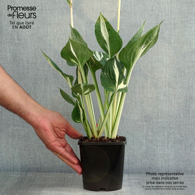 Amostra de Hosta Clifford's Stingray - Funkia Vaso de 1,5 L/2 L tal como entregue no verão