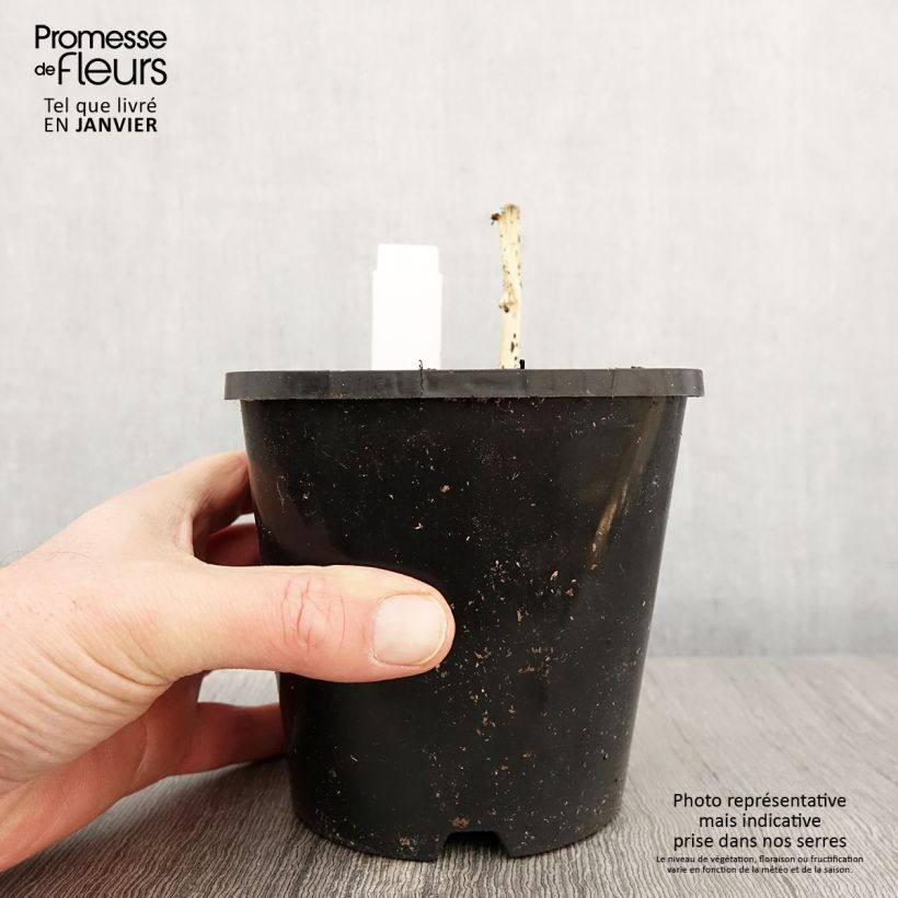 Amostra de Hosta Clifford's Stingray Pot de 1,5L/2L tal como entregue no inverno