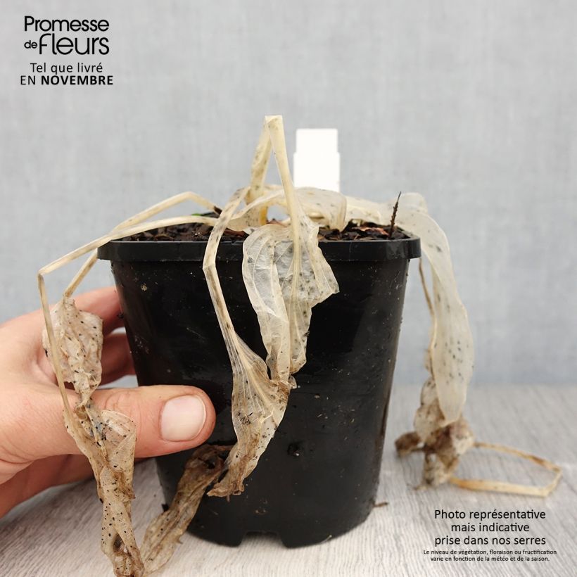 Amostra de Hosta Coast to Coast - Funkia Vaso de 1,5 L/2 L tal como entregue no outono
