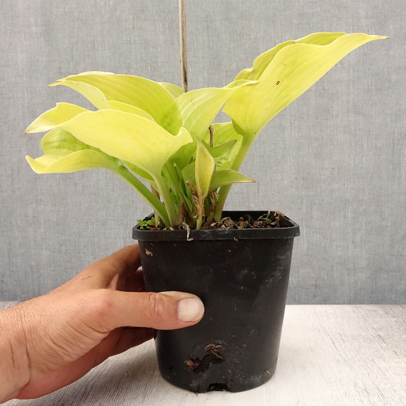 Amostra de Hosta Coast to Coast - Funkia Vaso de 1,5 L/2 L tal como entregue no verão