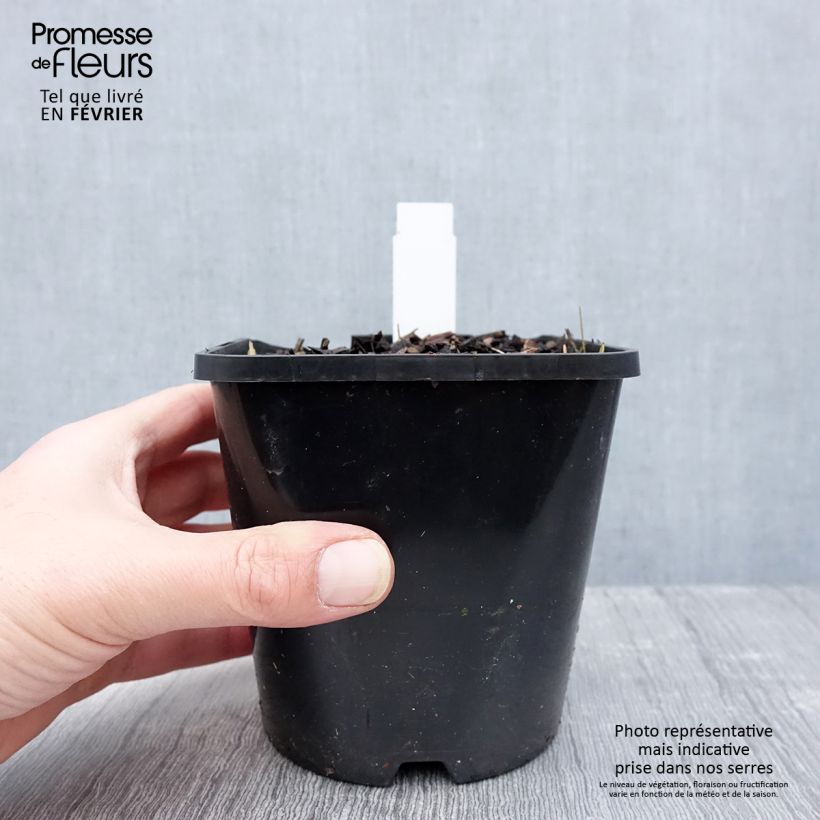 Amostra de Hosta Coast to Coast  Pot de 1,5L/2L tal como entregue no inverno