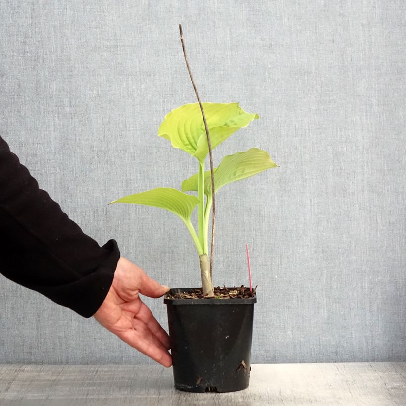 Amostra de Hosta Coast to Coast Vaso de 1,5 L/2 L tal como entregue na primavera