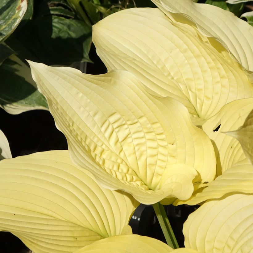Hosta Coast to Coast - Funkia (Folhagem)