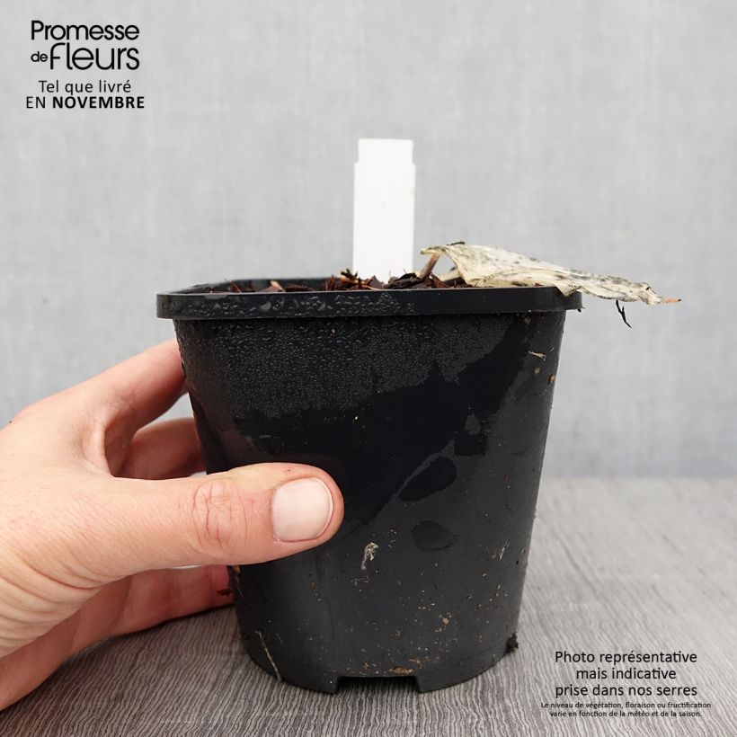 Amostra de Hosta Color Festival Vaso de 1,5 L/2 L tal como entregue no outono