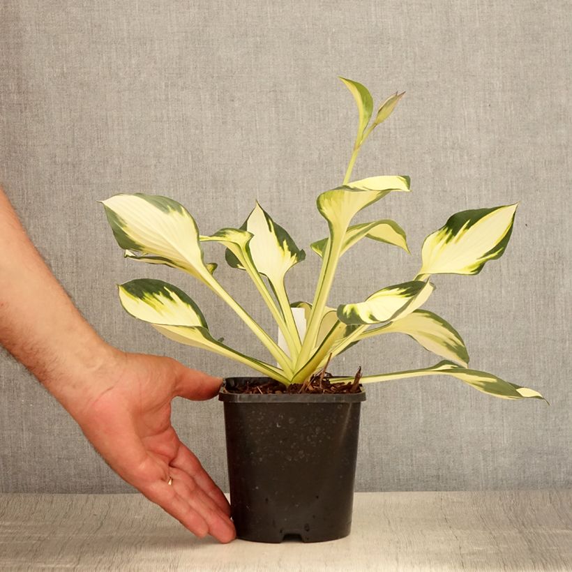 Amostra de Hosta Color Festival Vaso de 1,5 L/2 L tal como entregue no verão