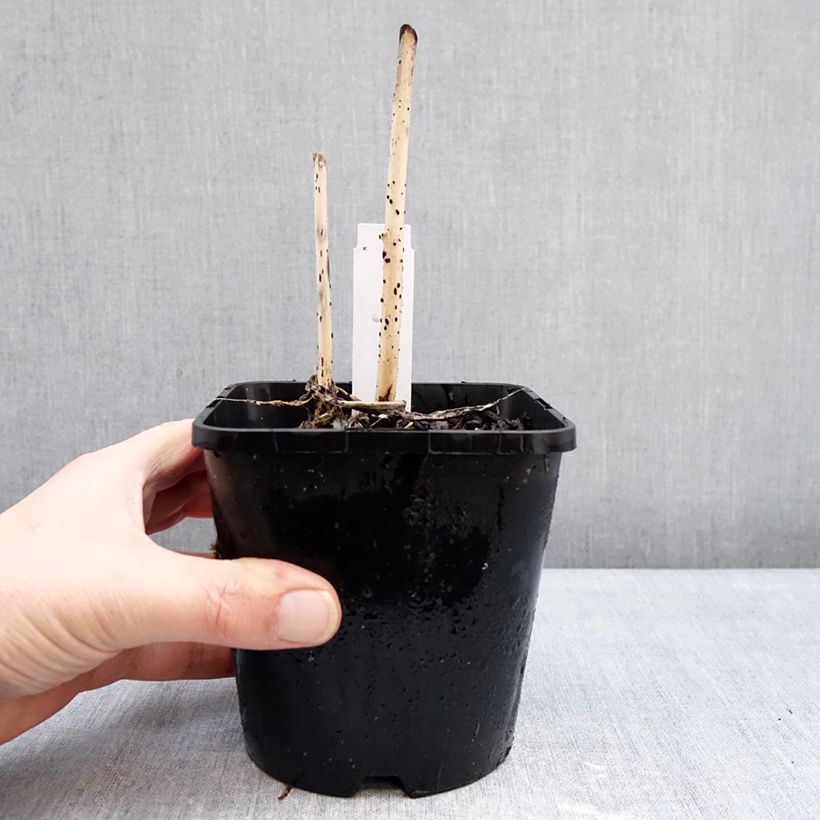 Amostra de Hosta Curly Fries Vaso de 1,5 L/2 L tal como entregue no inverno