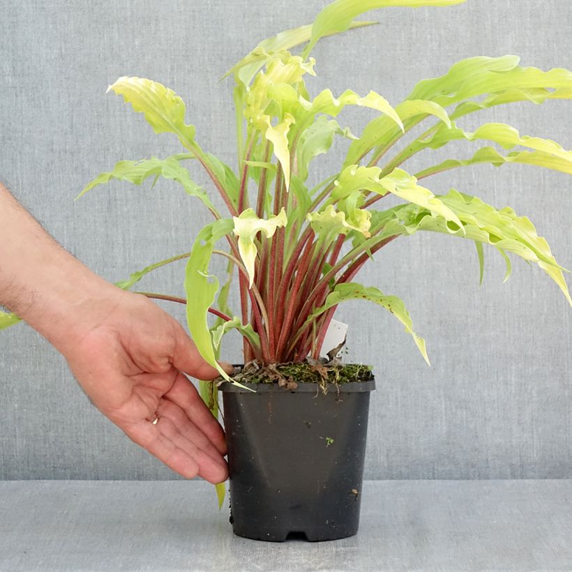 Amostra de Hosta Curly Fries Vaso de 1,5 L/2 L tal como entregue na primavera