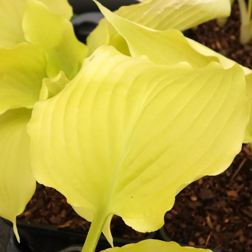 Hosta Dancing Queen (Folhagem)