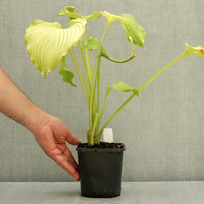 Amostra de Hosta Dancing Queen Vaso de 1,5 L/2 L tal como entregue no verão