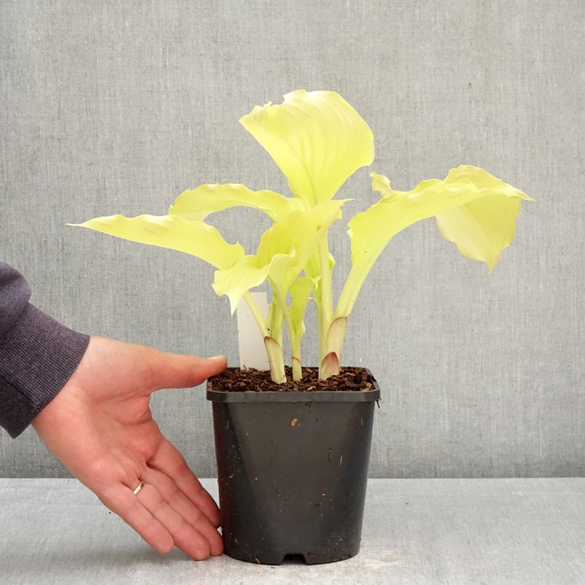 Amostra de Hosta Dancing Queen Vaso de 1,5 L/2 L tal como entregue na primavera