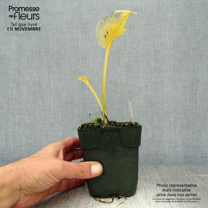 Amostra de Hosta Delta Dawn Vaso de 8/9 cm tal como entregue no outono