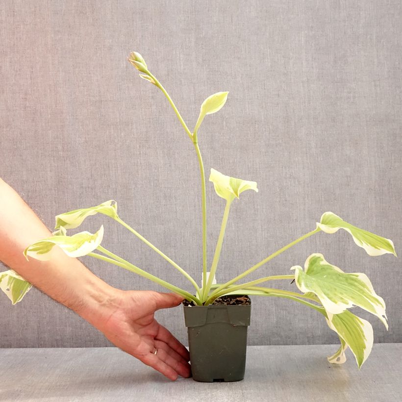 Amostra de Hosta Delta Dawn Vaso de 8/9 cm tal como entregue no verão