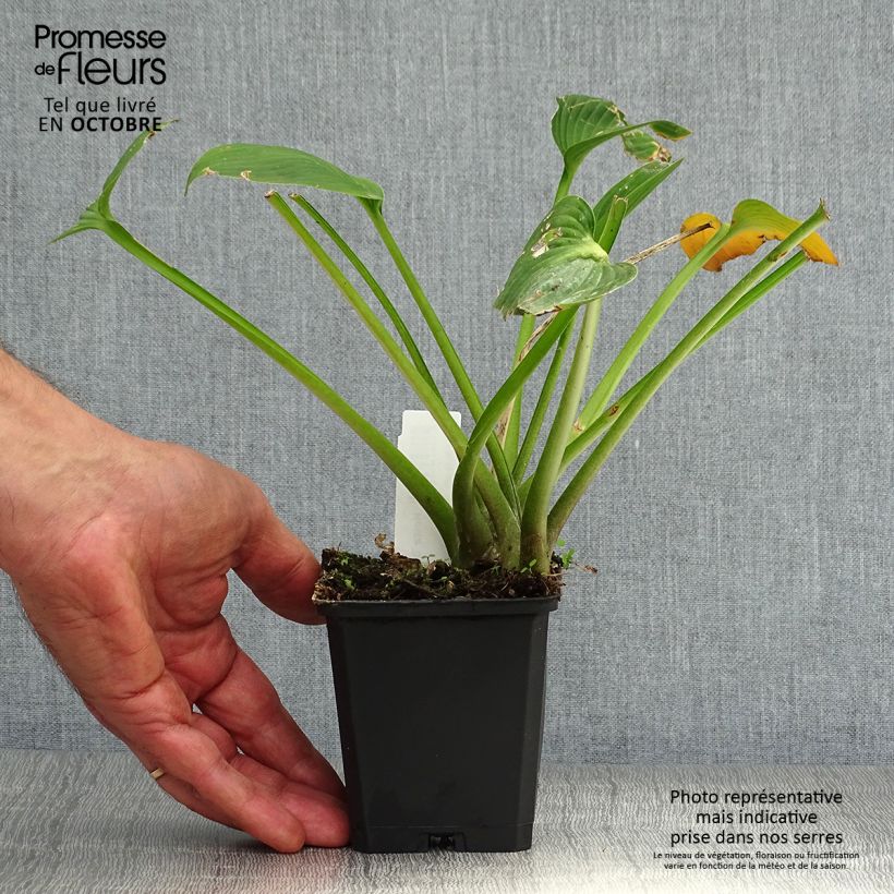 Amostra de Hosta Devon Green Vaso de 8/9 cm tal como entregue no outono