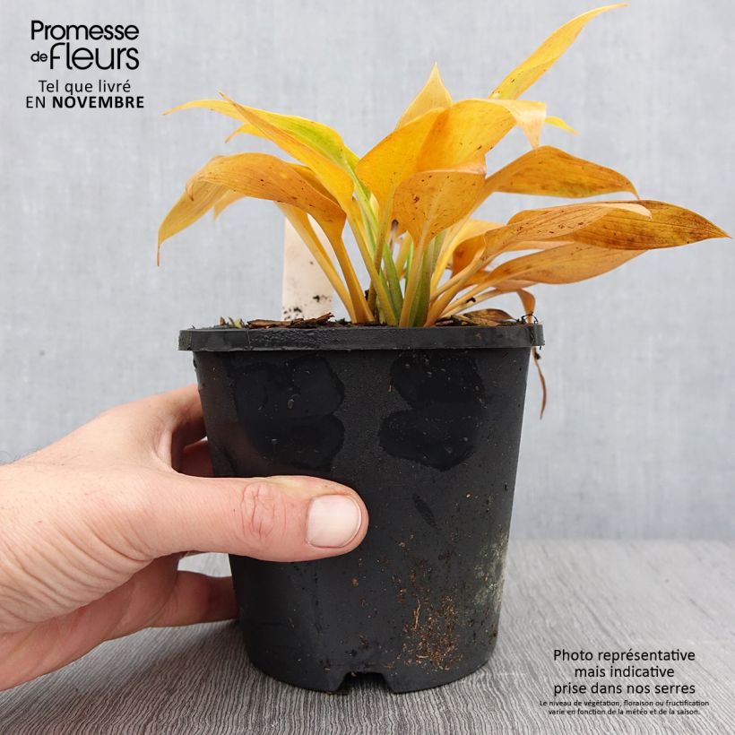 Amostra de Hosta Devon Green Vaso de 1,5 L/2 L tal como entregue no outono