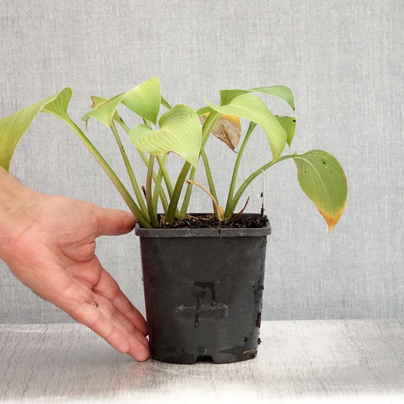 Amostra de Hosta Devon Green Vaso de 1,5 L/2 L tal como entregue no verão