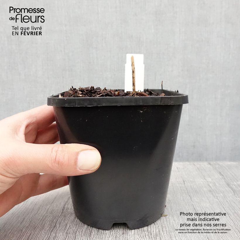 Amostra de Hosta Devon Green Vaso de 1,5 L/2 L tal como entregue no inverno