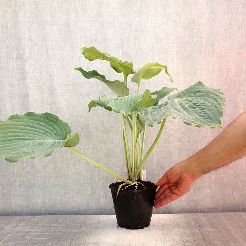 Amostra de Hosta Diamond Lake Vaso de 1,5 L/2 L tal como entregue no verão