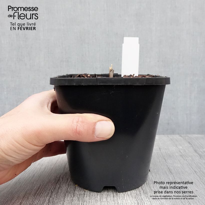 Amostra de Hosta Diamond Lake Pot de 1,5L/2L tal como entregue no inverno