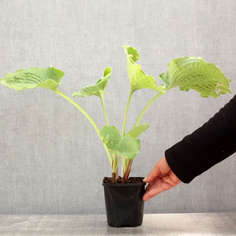 Amostra de Hosta Diamond Lake Vaso de 1,5 L/2 L tal como entregue na primavera