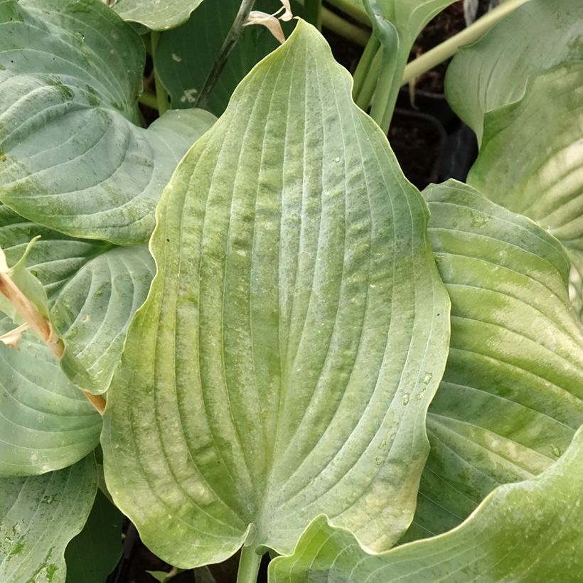 Hosta Diamond Lake (Folhagem)