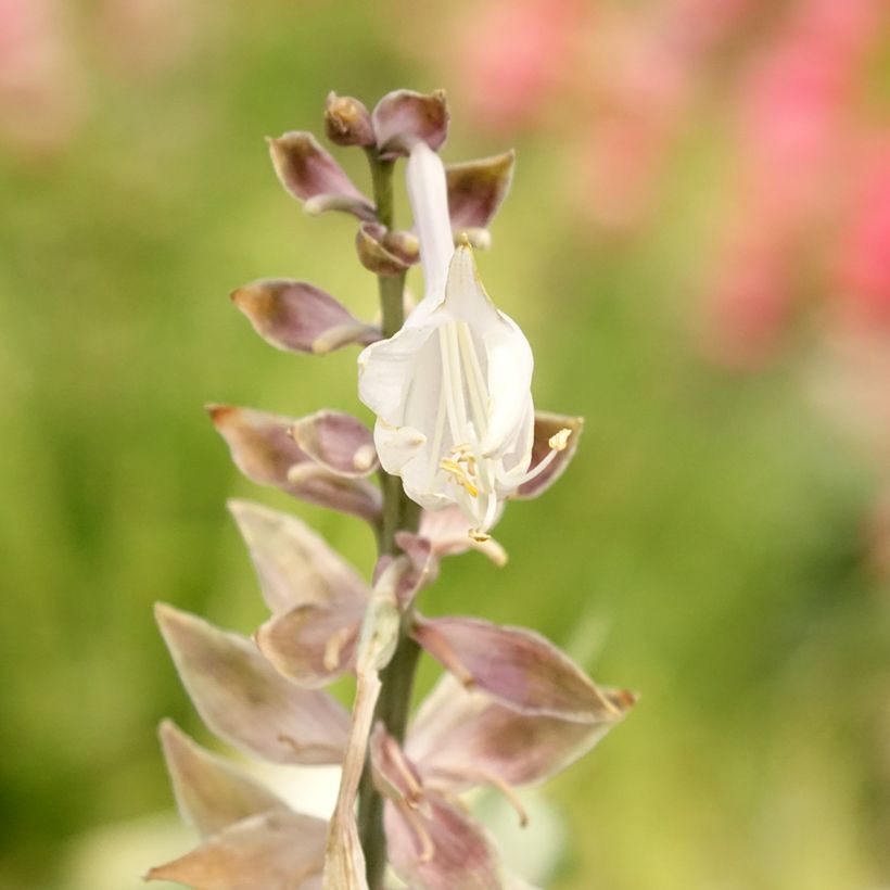 Hosta Diamond Lake (Floração)