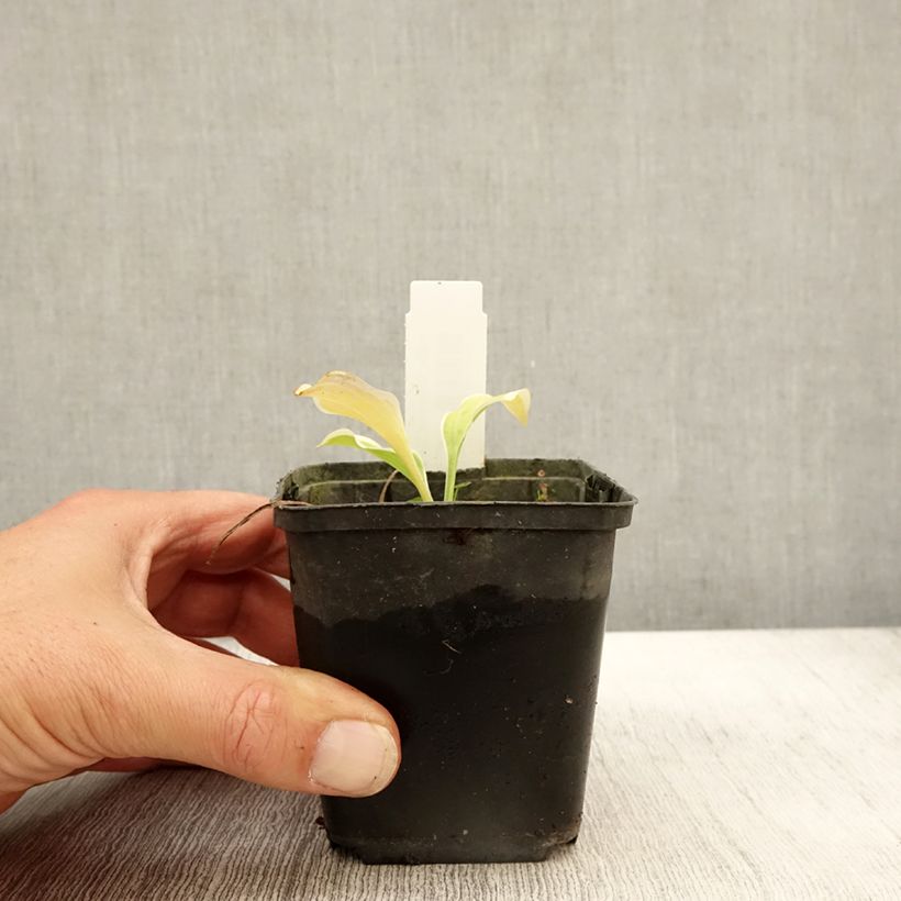 Amostra de Hosta Diamond Tiara Vaso de 8/9 cm tal como entregue no outono