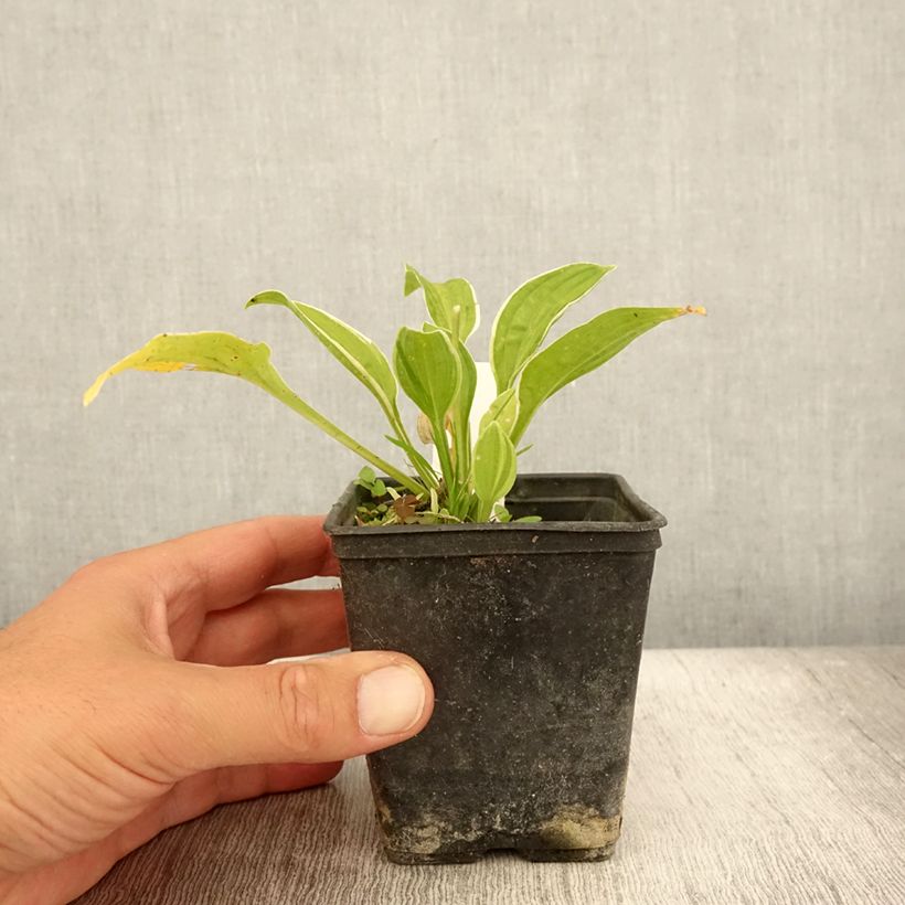 Amostra de Hosta Diamond Tiara Vaso de 8/9 cm tal como entregue no verão