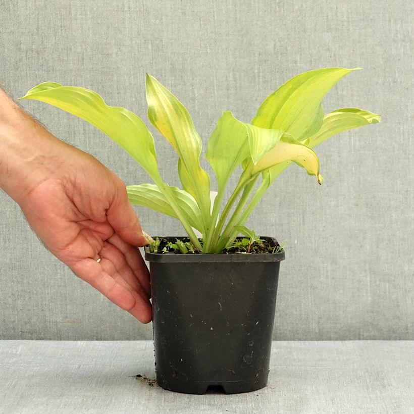 Amostra de Hosta Django Vaso de 1,5 L/2 L tal como entregue no verão