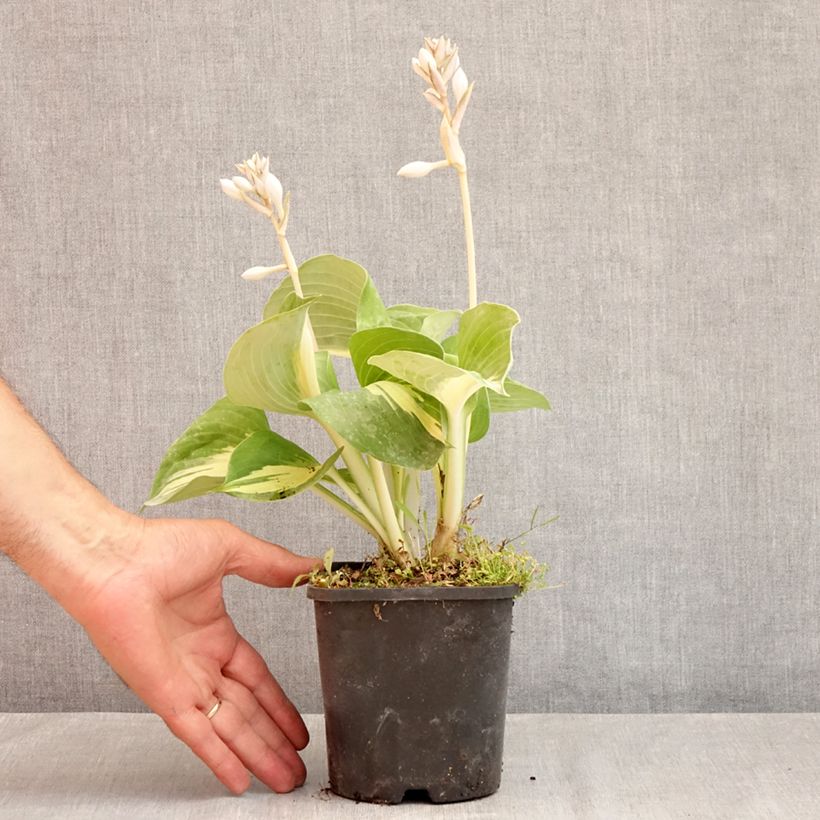 Amostra de Hosta Dream Queen Vaso de 1,5 L/2 L tal como entregue no verão