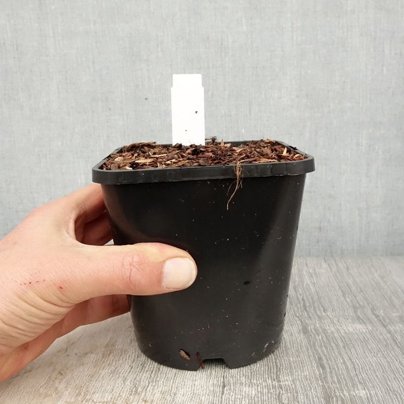 Amostra de Hosta Dream Queen Vaso de 1,5 L/2 L tal como entregue na primavera