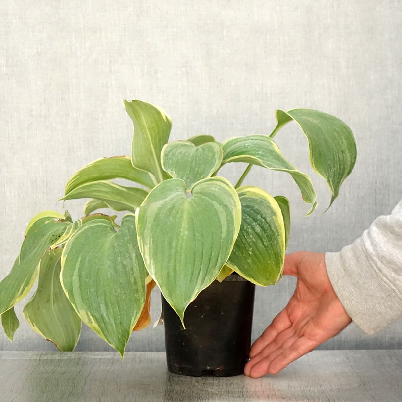 Amostra de Hosta Earth Angel Pot de 1,5L/2L tal como entregue no outono