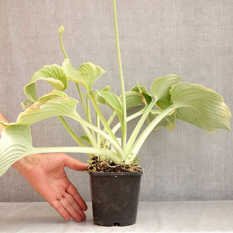 Amostra de Hosta Earth Angel Vaso de 1,5 L/2 L tal como entregue no verão