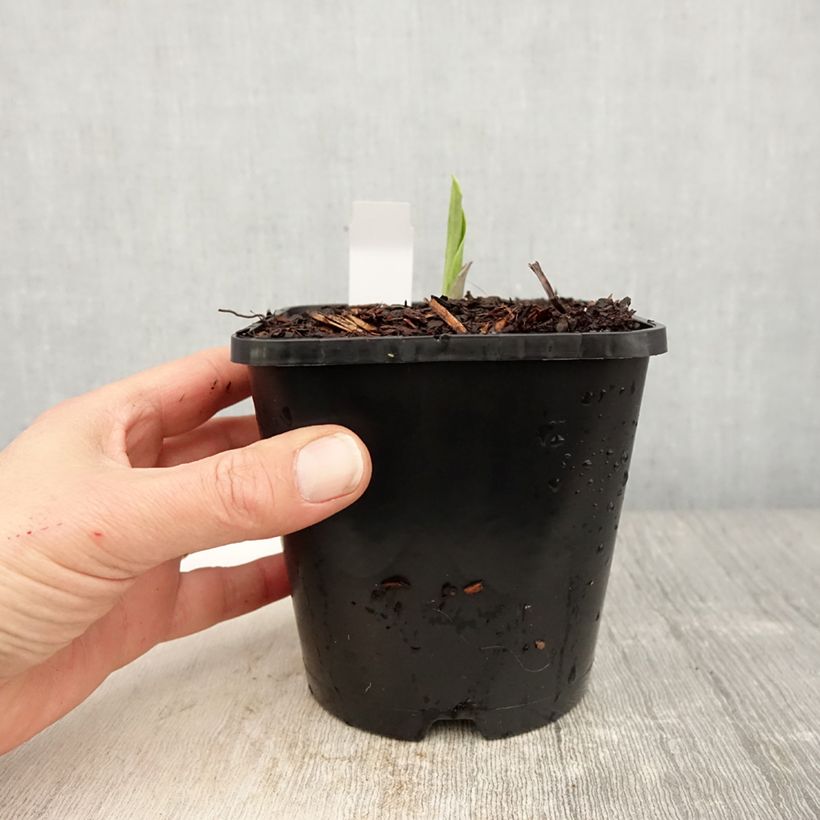 Amostra de Hosta Earth Angel Vaso de 1,5 L/2 L tal como entregue na primavera