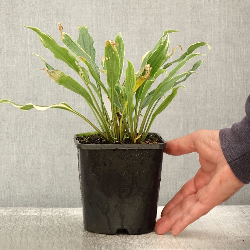 Amostra de Hosta Electrocution Pot de 1,5L/2L tal como entregue no outono