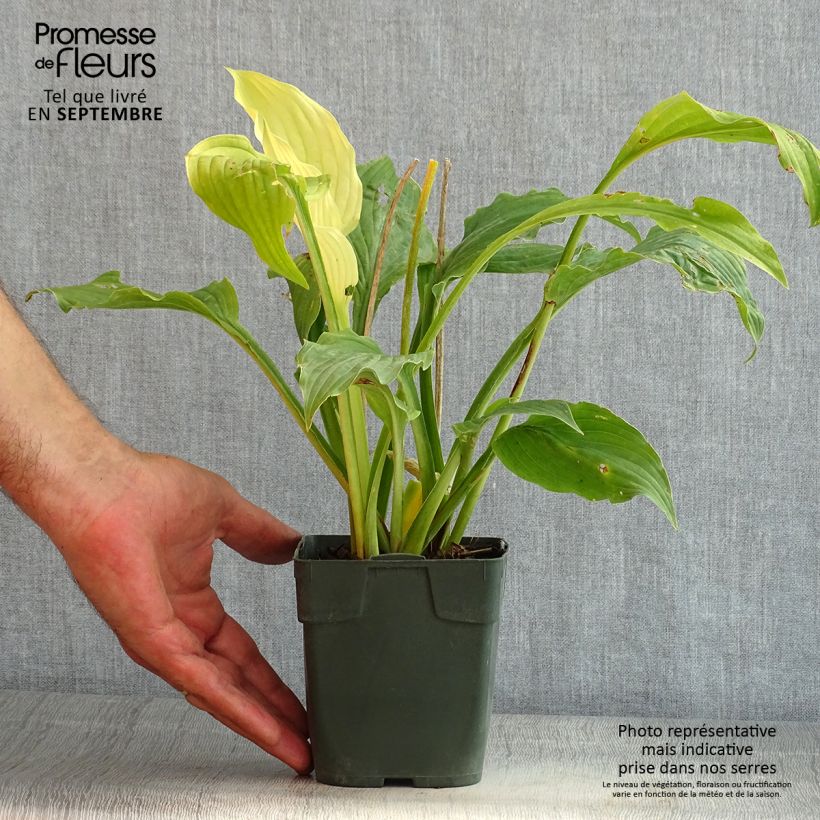 Amostra de Hosta Elisabeth Vaso de 8/9 cm tal como entregue no verão
