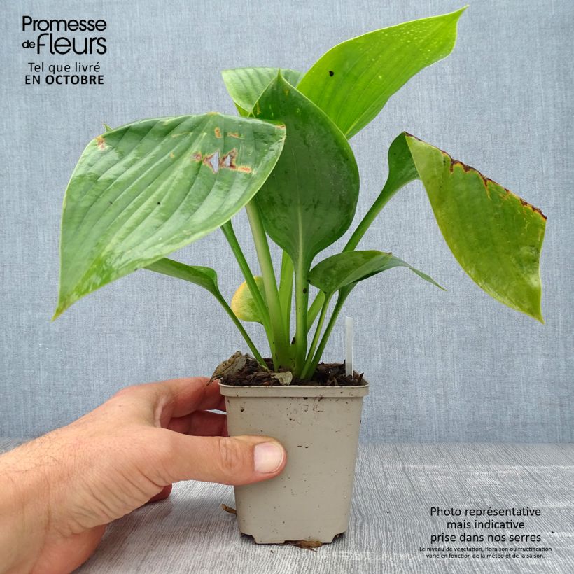 Amostra de Hosta Empress Wu Vaso de 8/9 cm tal como entregue no outono