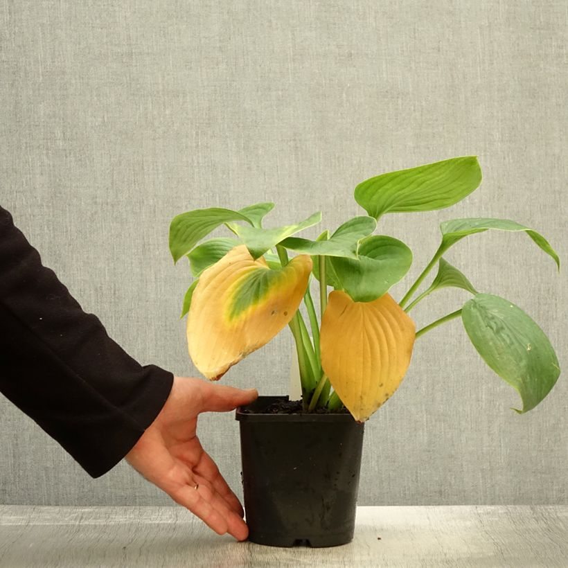 Amostra de Hosta Empress Wu Vaso de 1,5 L/2 L tal como entregue no outono
