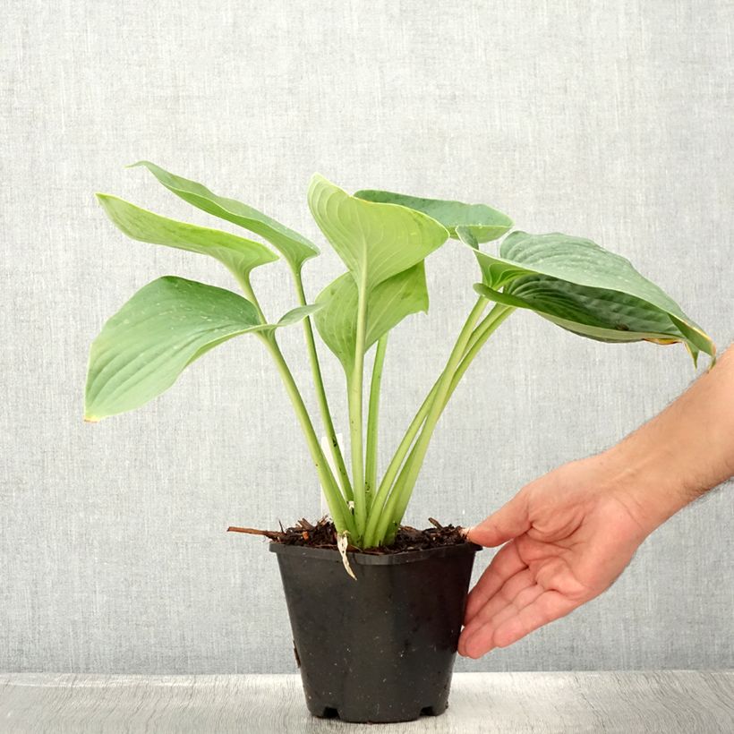 Amostra de Hosta Empress Wu Vaso de 1,5 L/2 L tal como entregue no verão