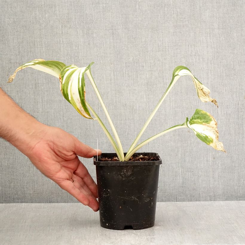 Amostra de Hosta Enterprise - Funkia Vaso de 1,5 L/2 L tal como entregue no outono